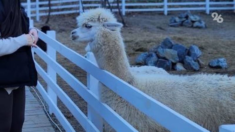 В РИЦ Ставрополья рассказали, какие льготы действуют для посетителей ферм альпак